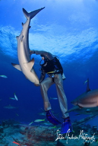 A case of tonic immobility! My buddy puts this Reef Shark... by Steven Anderson 